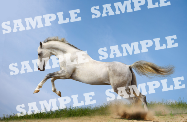 White Running Horse Sample 700